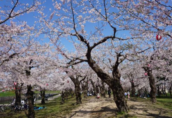 2023北海道樱花开放时间和赏樱地点介绍