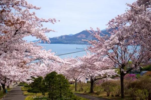 2023北海道樱花开放时间和赏樱地点介绍