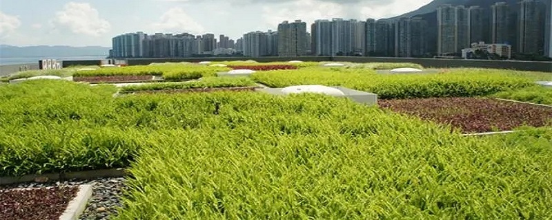 适合屋顶种植的植物有哪些